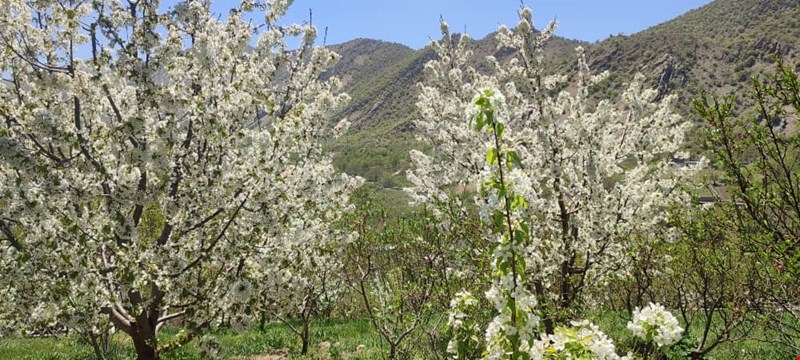 فروش باغ سیسخت