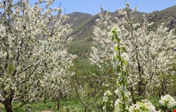 خرید باغ،ویلا با 