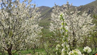 خرید باغ،ویلا با 