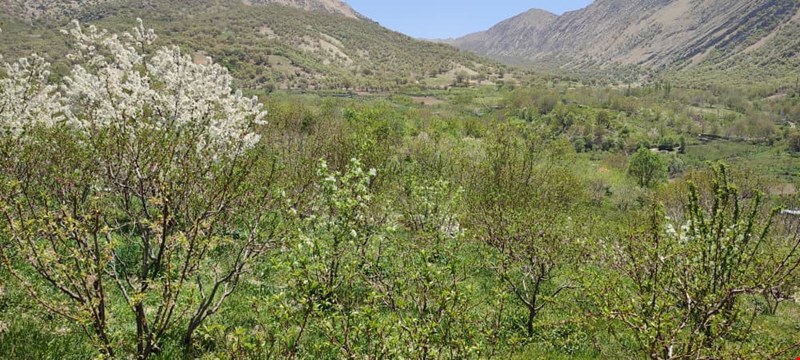 فروش باغ سیسخت