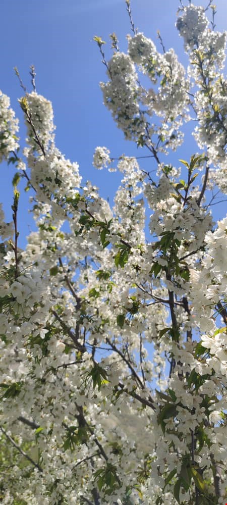 فروش باغ سیسخت